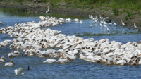 A-ROSA Donau Deltareisen